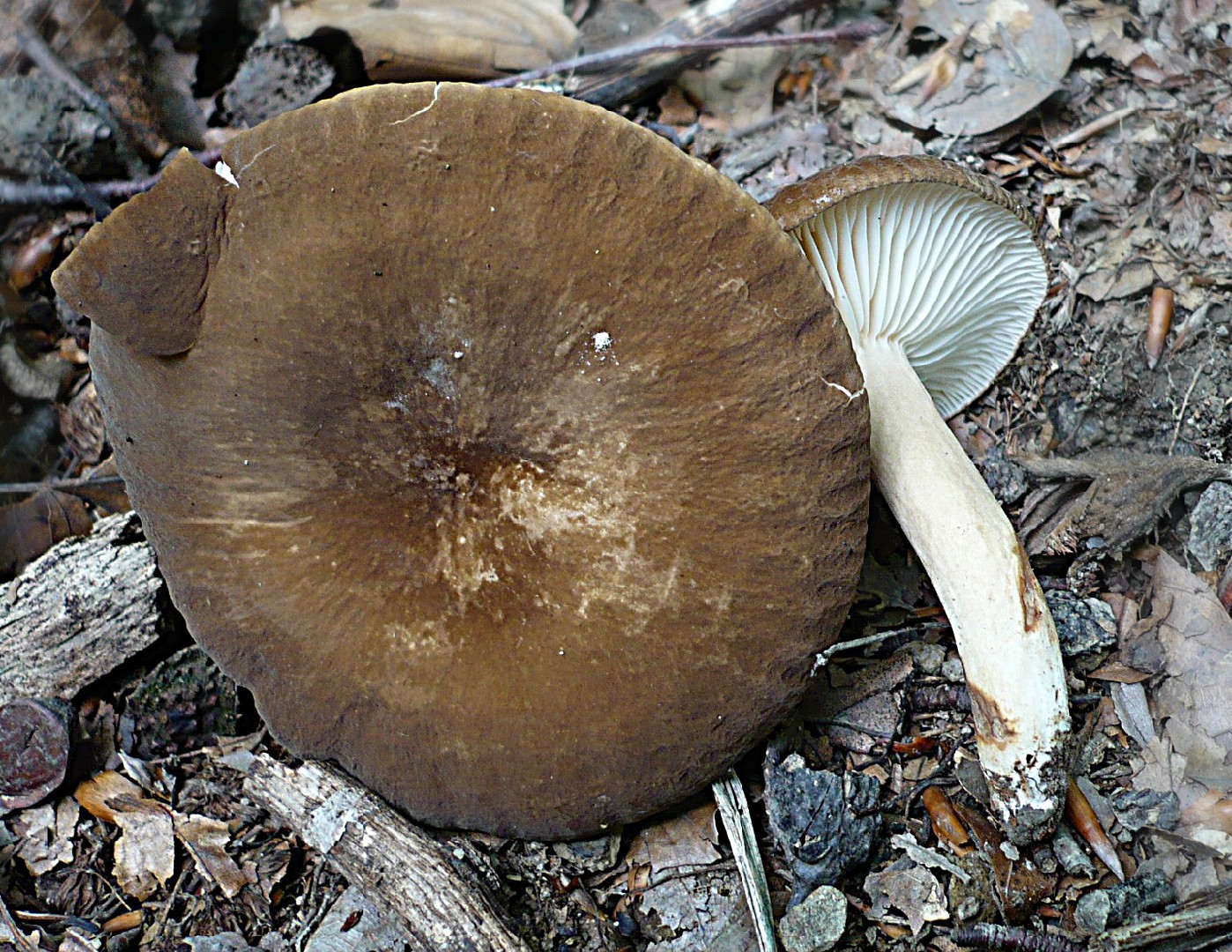 Млечник Романьези Lactarius romagnesii Picture Mushroom