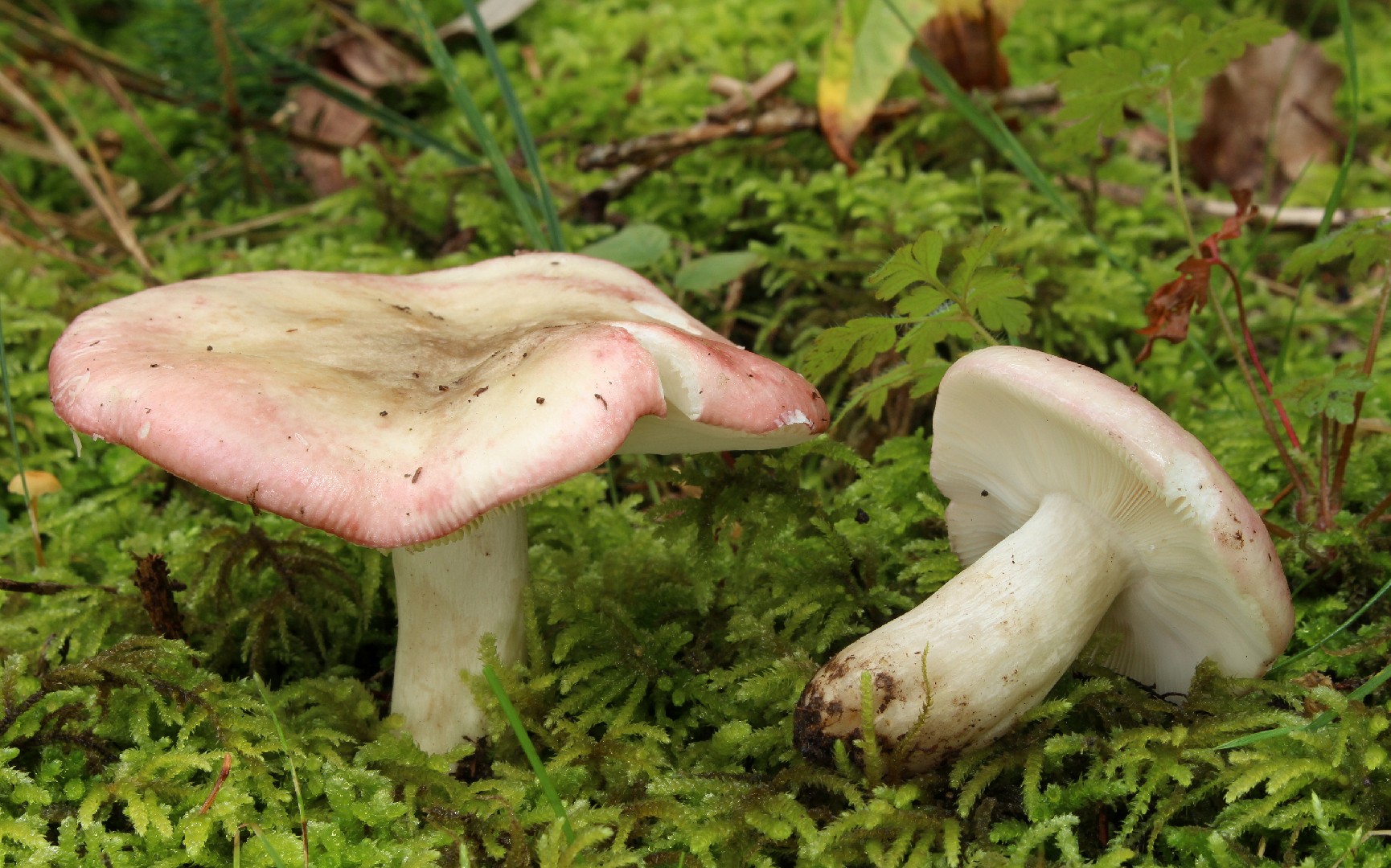 Russula Exalbicans Russula Exalbicans Picture Mushroom