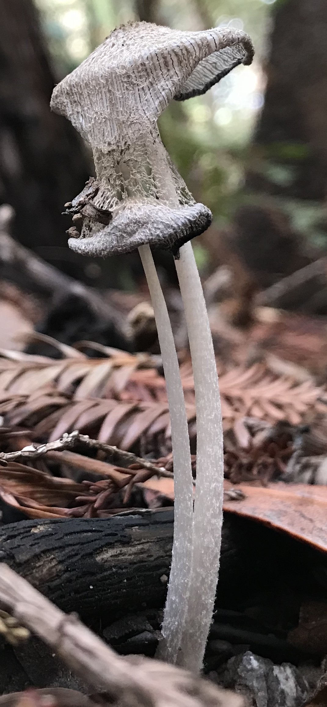 Misttintling Coprinopsis Narcotica Picture Mushroom