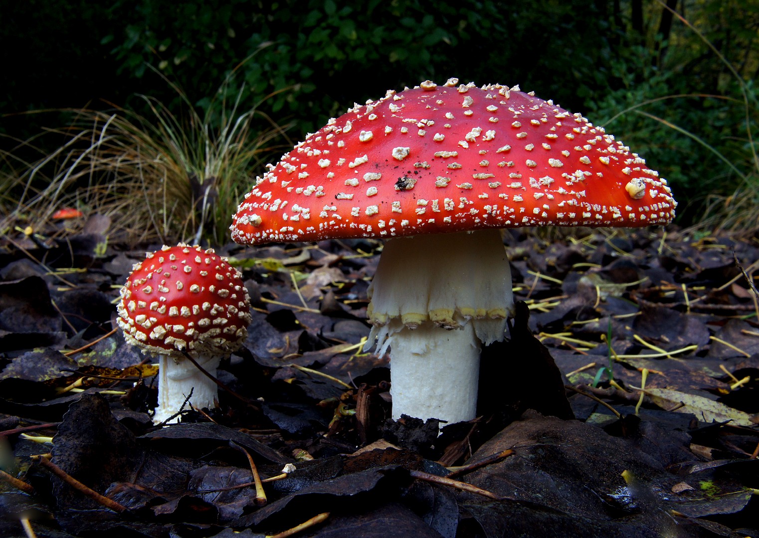 ベニテングタケ紅天狗茸 見分け方 Picture Mushroom