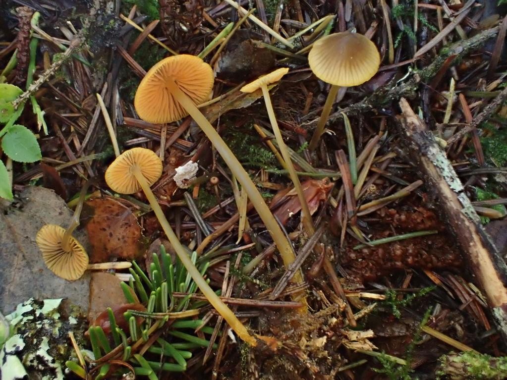 Feuriger Helmling Mycena Aurantiomarginata Picture Mushroom