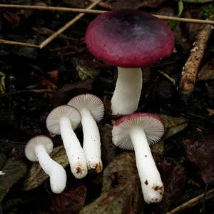 Russula atrorubens