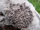 Leather lichen