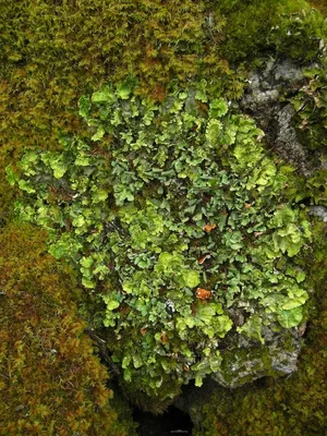Arctic kidney lichen