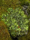 Arctic kidney lichen