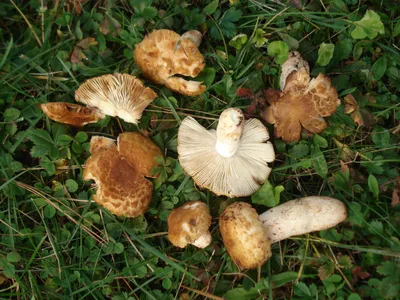Russula granulata