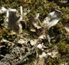 Felt lichen