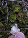 Arctic kidney lichen
