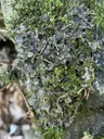 Powdery kidney lichen