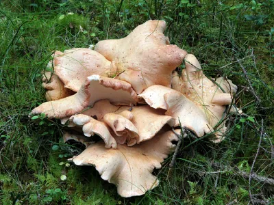 ニンギョウタケ (Albatrellus confluens) - Picture Mushroom ニンギョウタケ (Albatrellus confluens) - Picture Mushroom