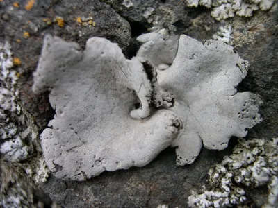 Leather lichen