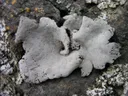 Leather lichen