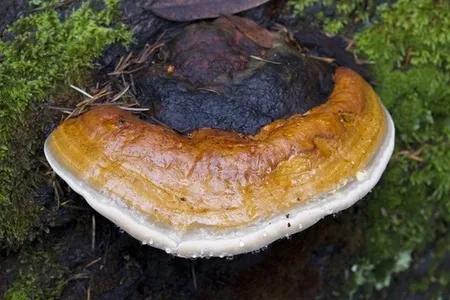 ツガサルノコシカケ(栂猿腰掛) (Fomitopsis pinicola) - Picture ツガサルノコシカケ(栂猿腰掛) (Fomitopsis pinicola) - Picture