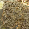 Powdery kidney lichen