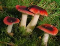 Russula atrorubens