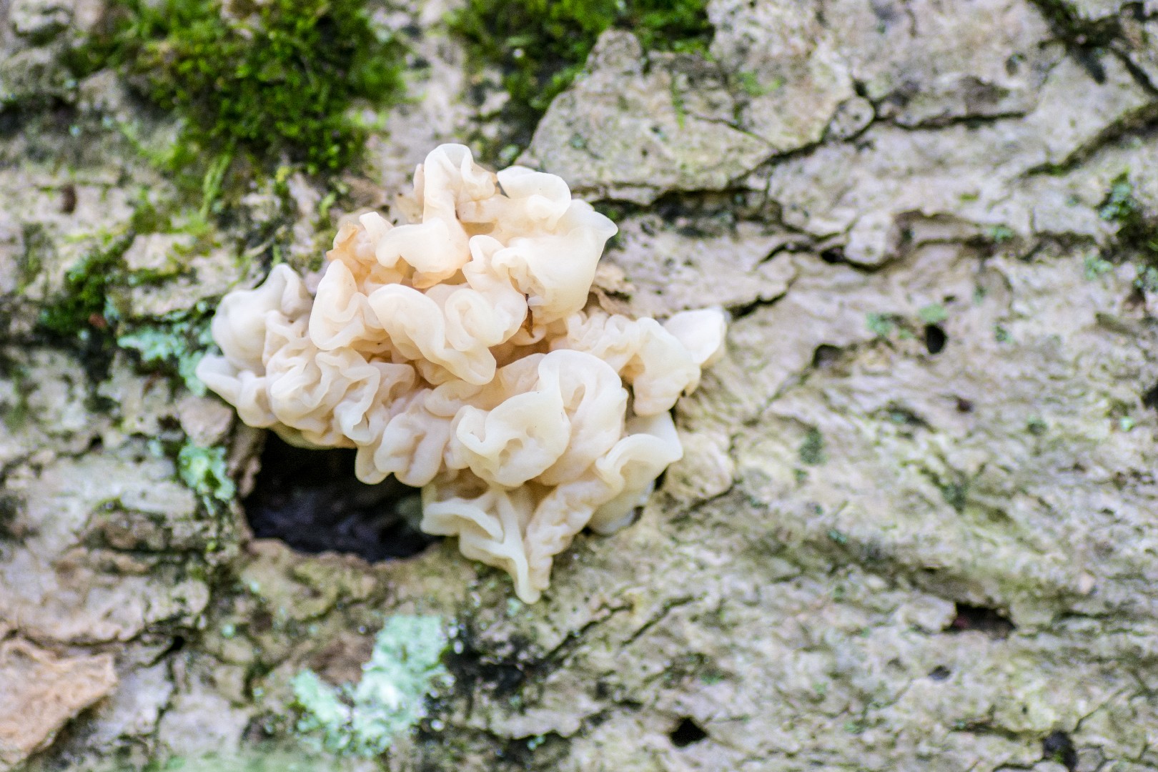 Sebacina (Sebacina) Picture Mushroom