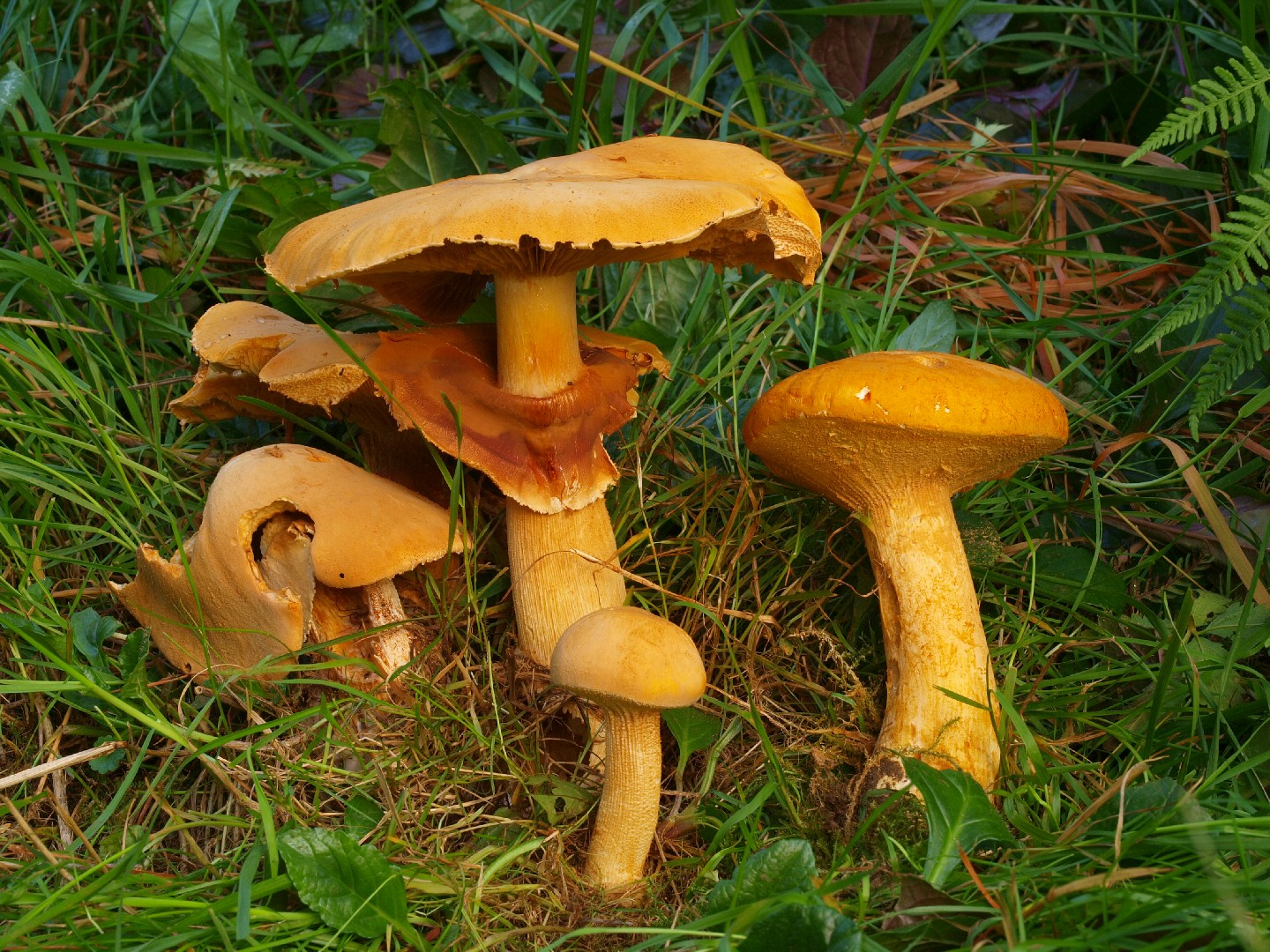 コガネタケ 黄金茸 Phaeolepiota Aurea Picture Mushroom