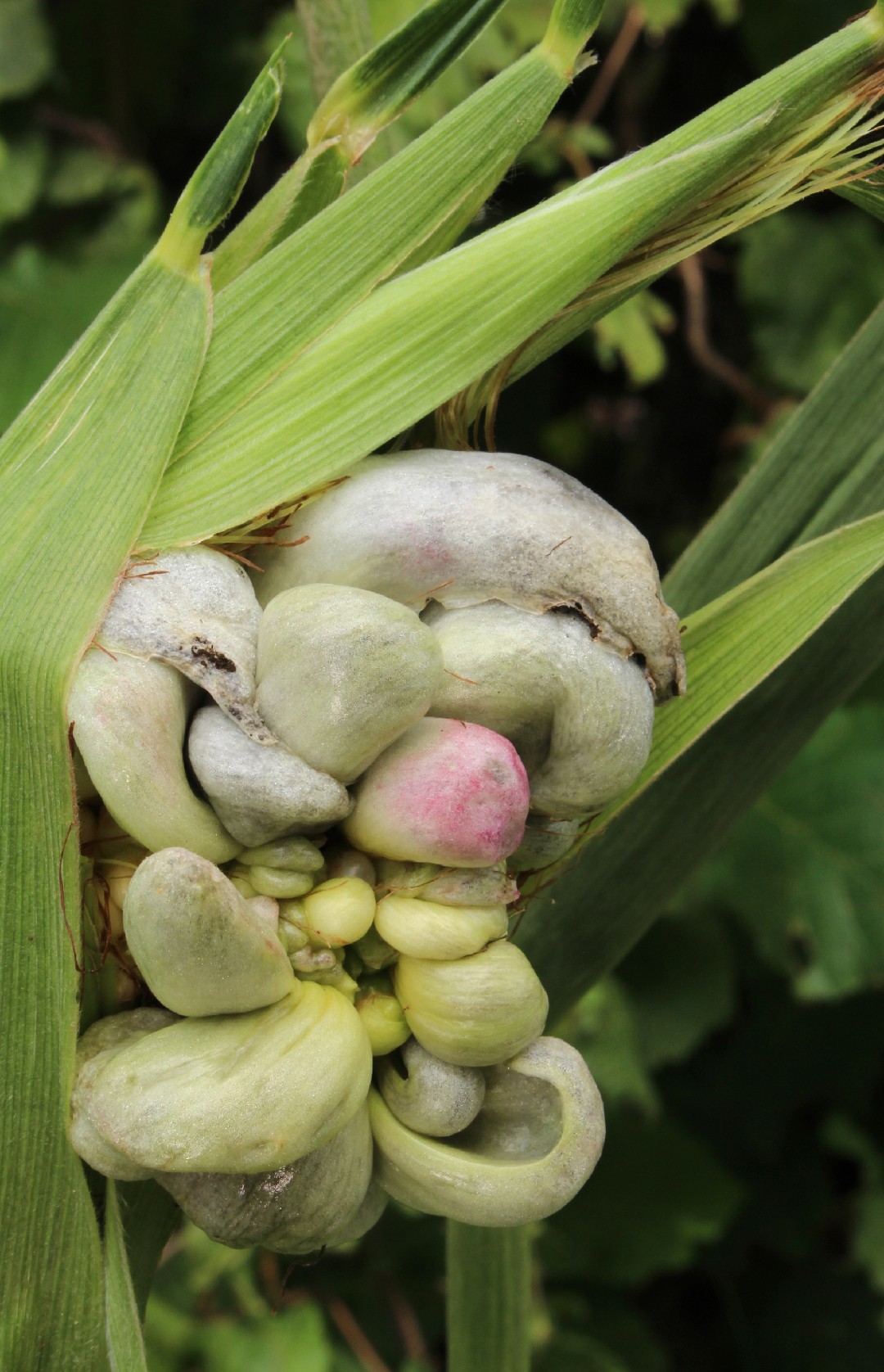 Maisbeulenbrand (Ustilago Maydis) - Picture Mushroom