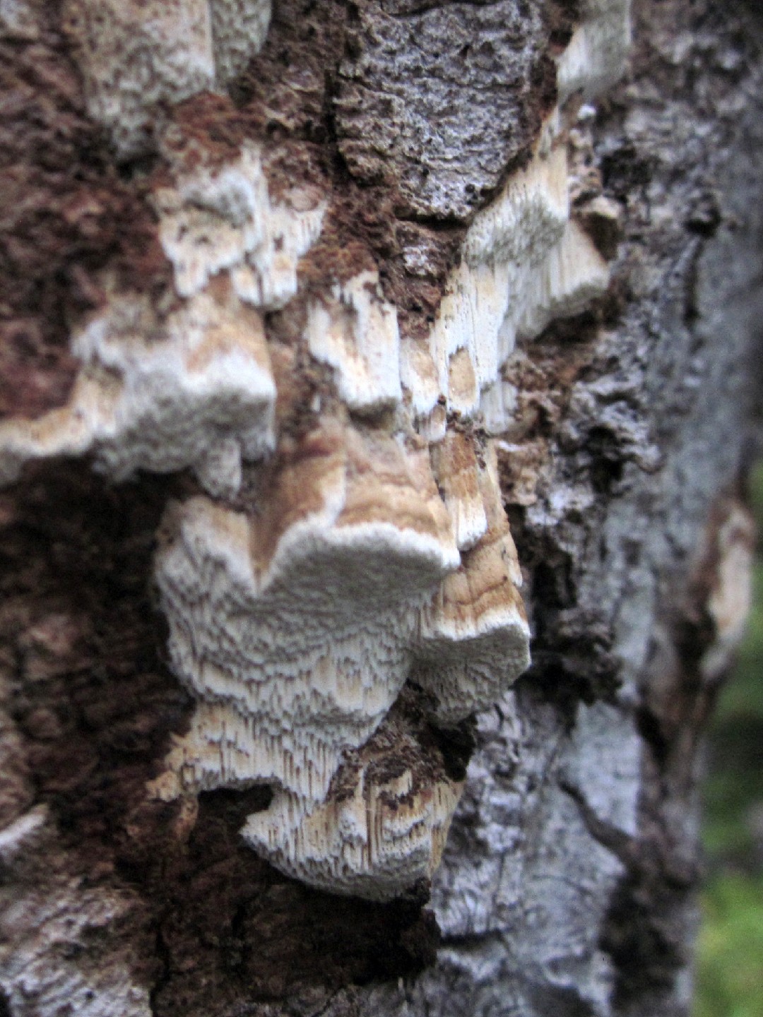 Ceriporiopsis (Ceriporiopsis) Picture Mushroom