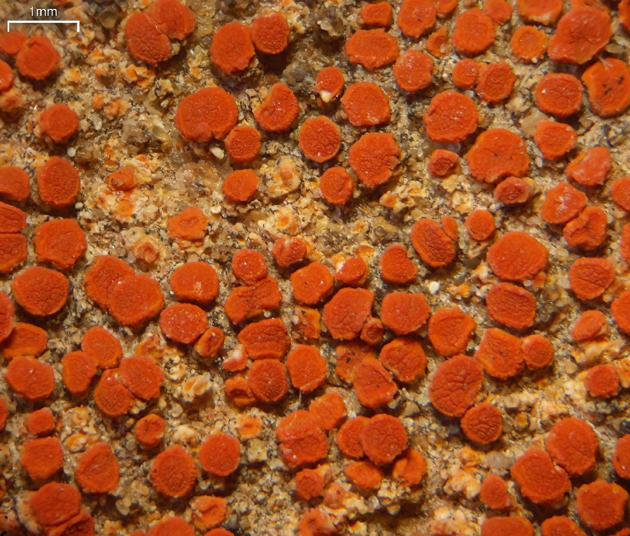 Caloplaca (Caloplaca) Picture Mushroom