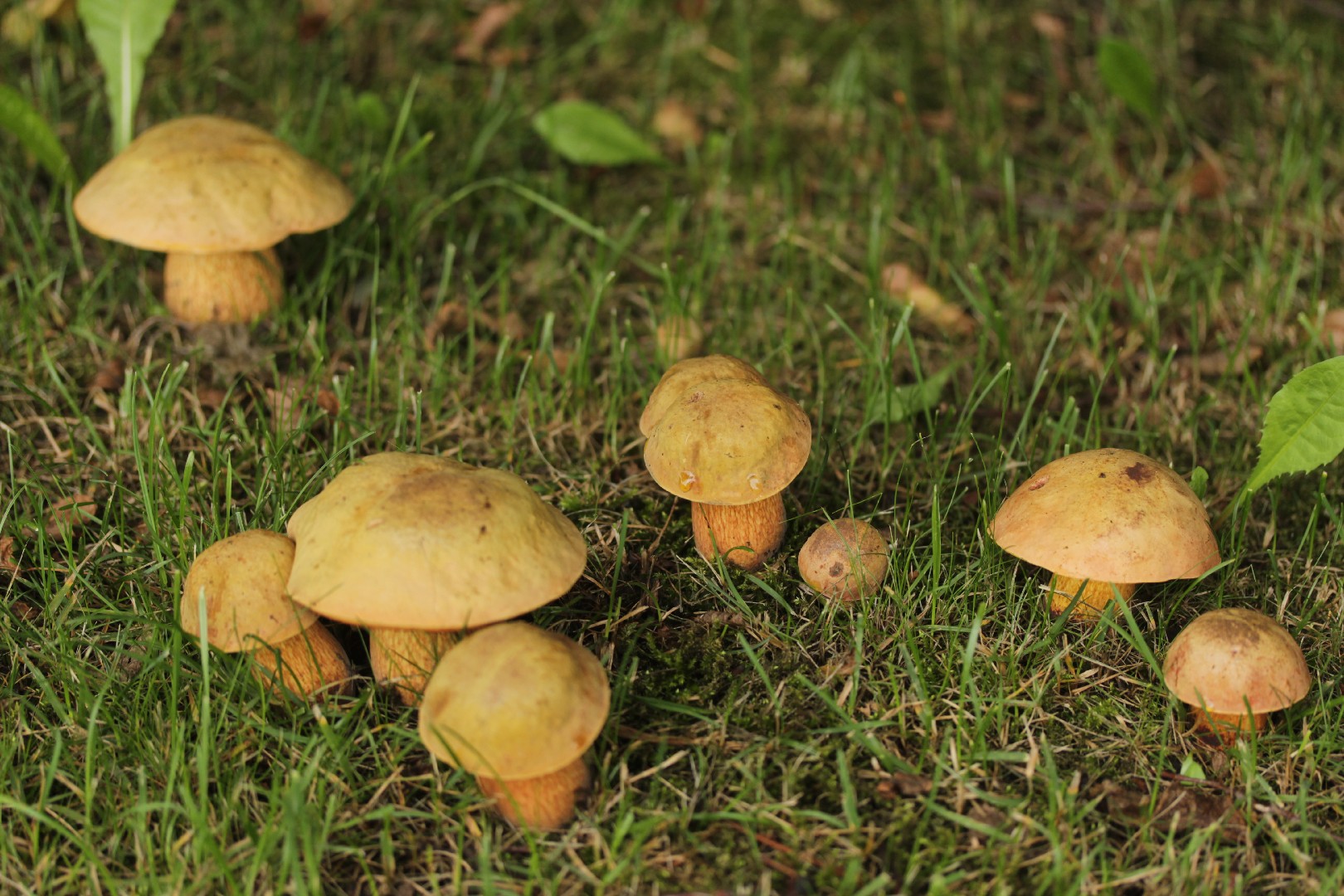 Дубовик обыкновенный (Suillellus luridus) - Picture Mushroom