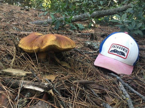 ヤマドリタケ (Boletus edulis) - Picture Mushroom