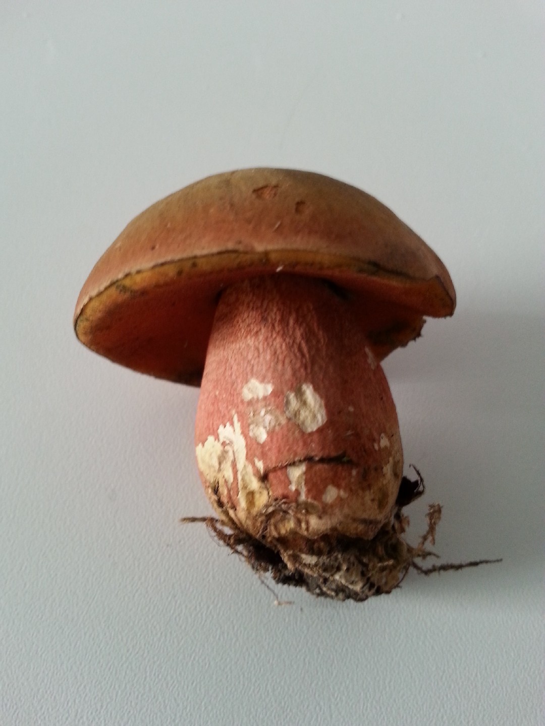 Дубовик обыкновенный (Suillellus luridus) - Picture Mushroom