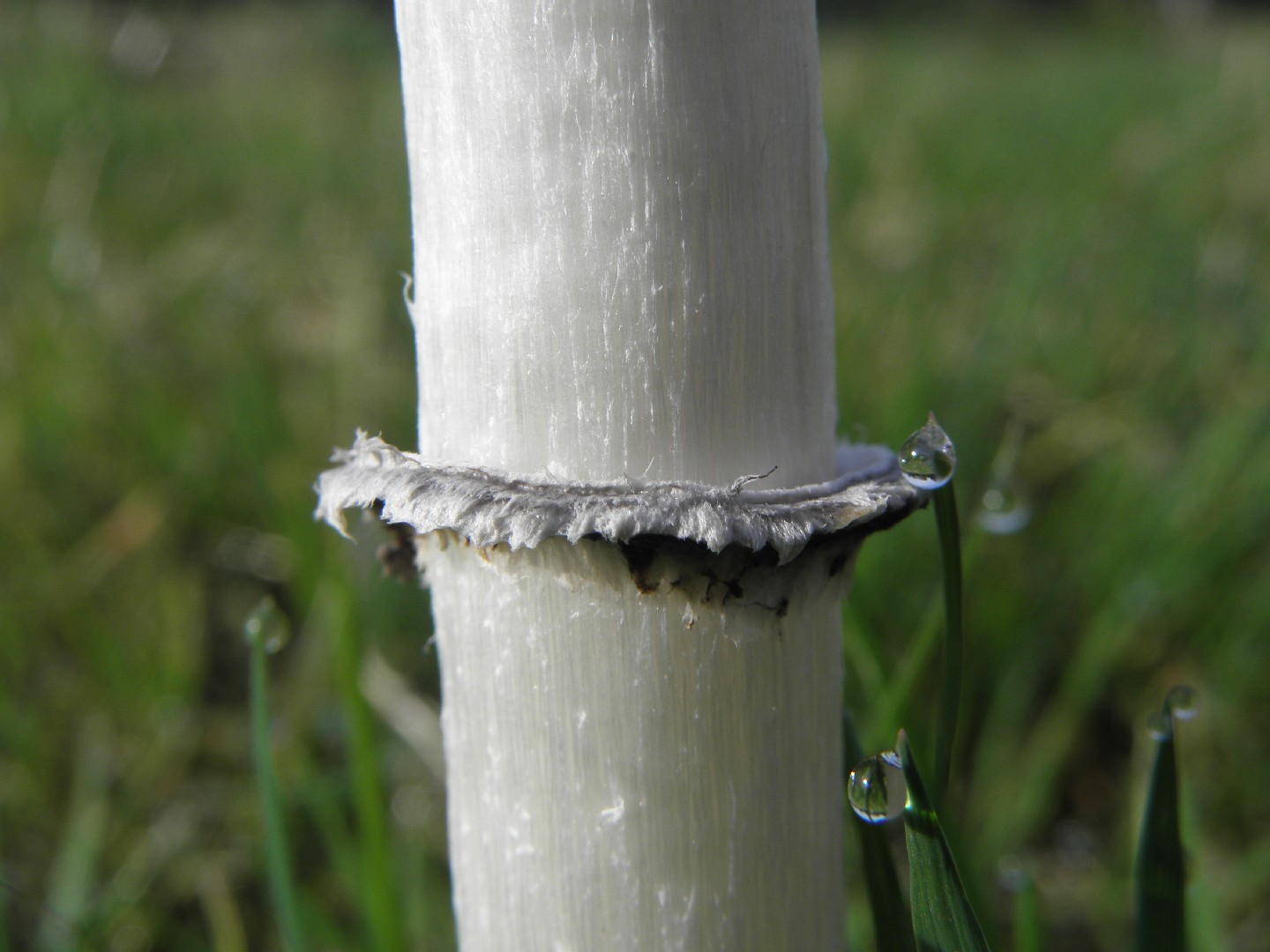Matacandil (Coprinus comatus) - Picture Mushroom, image size:1440x1080