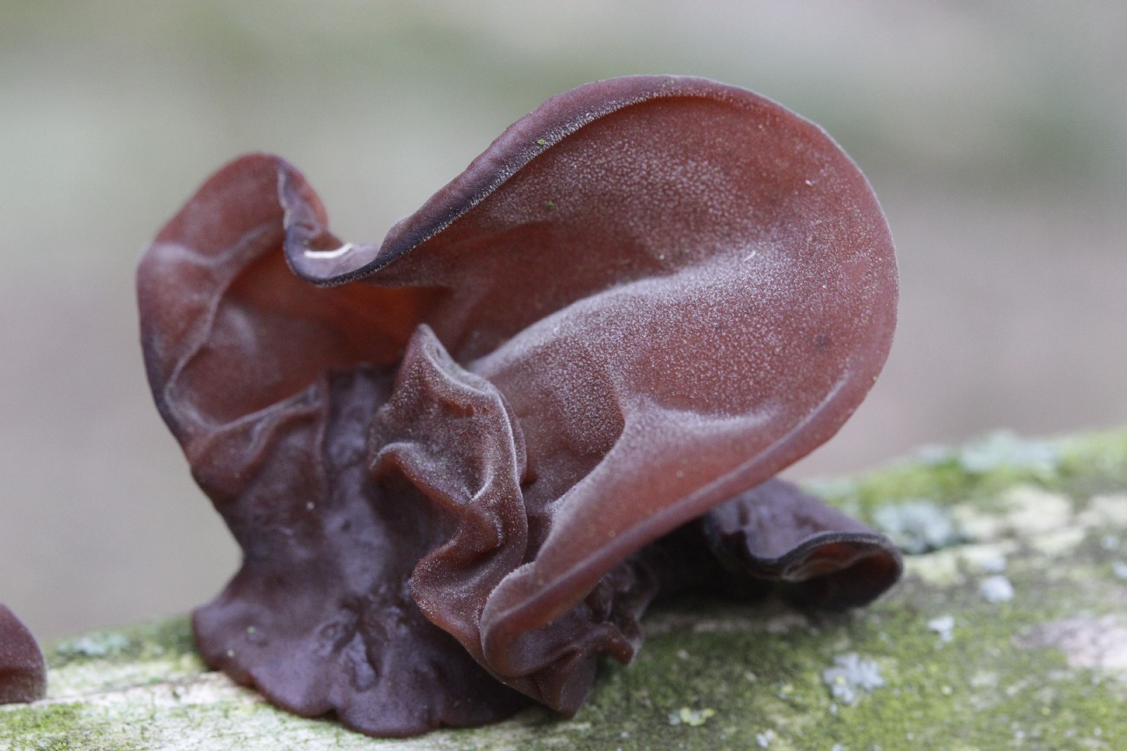 Jelly ear (Auricularia auricula-judae) - Picture Mushroom, image size:1620x1080