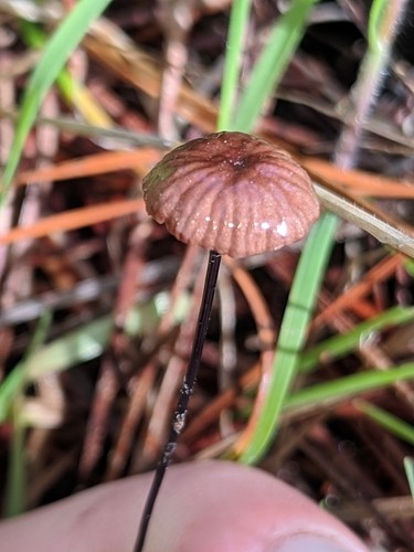 オチバタケ（落葉茸） (Gymnopus androsaceus) - Picture Mushroom