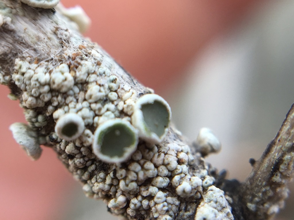 Acroscyphus (Acroscyphus)