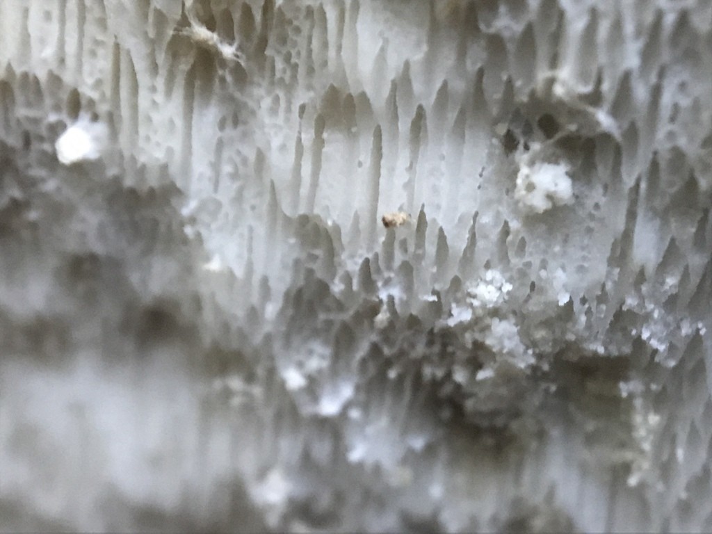Shelf fungi (Polyporales)
