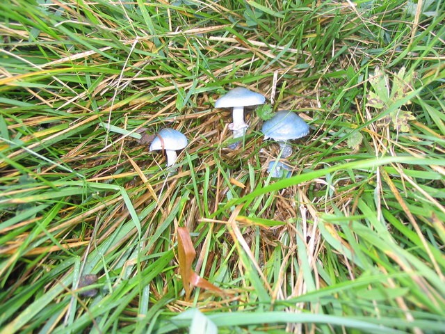 Stophaire blanc bleuté (Stropharia pseudocyanea)