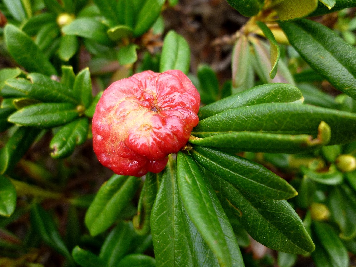 Exobasidium (Exobasidium) Picture Mushroom