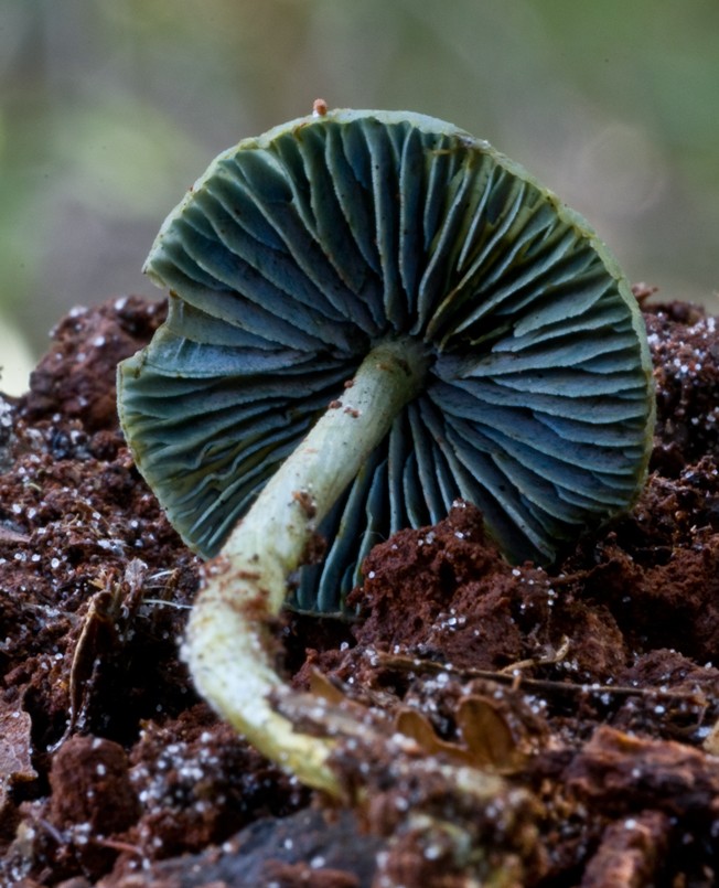 Entoloma virescens