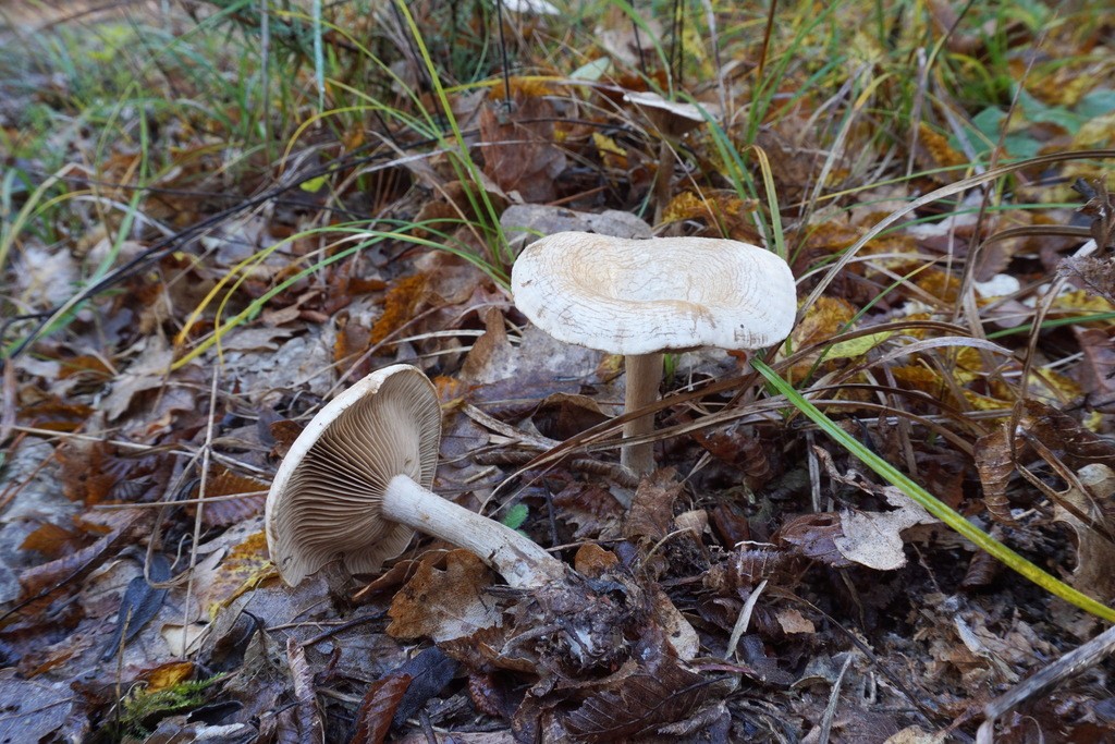 Atractosporocybe (Atractosporocybe)