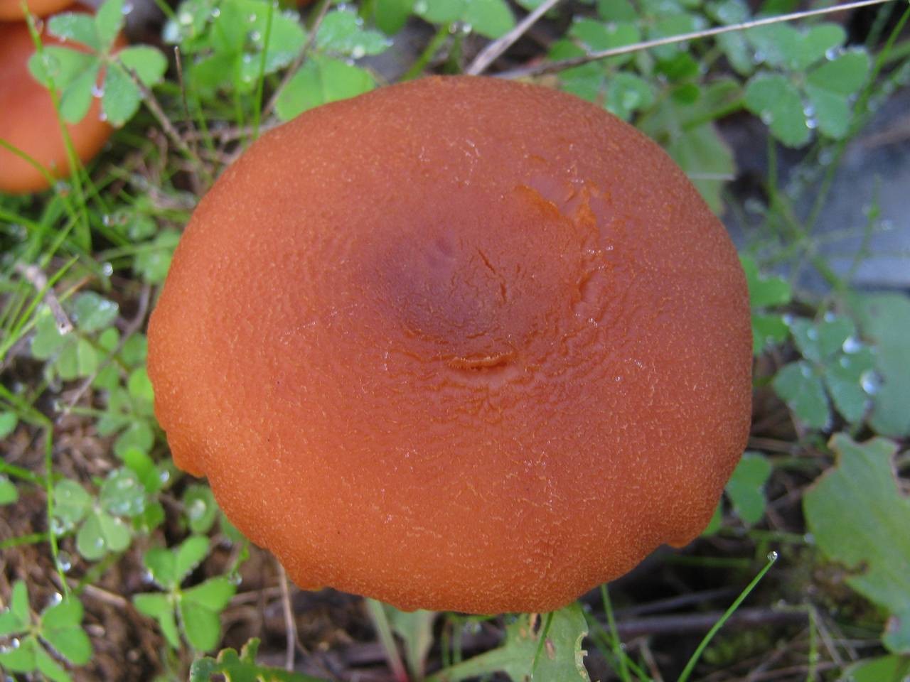 條柄蠟蘑 (Laccaria proxima)