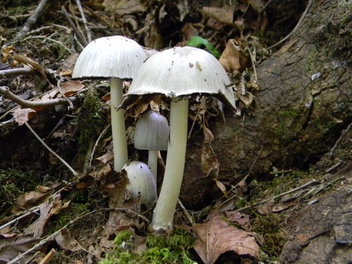 ヒトヨタケ（一夜茸） (Coprinopsis atramentaria) - Picture Mushroom