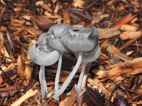 ザラエノヒトヨタケ（粗柄一夜茸） (Coprinopsis lagopus) - Picture