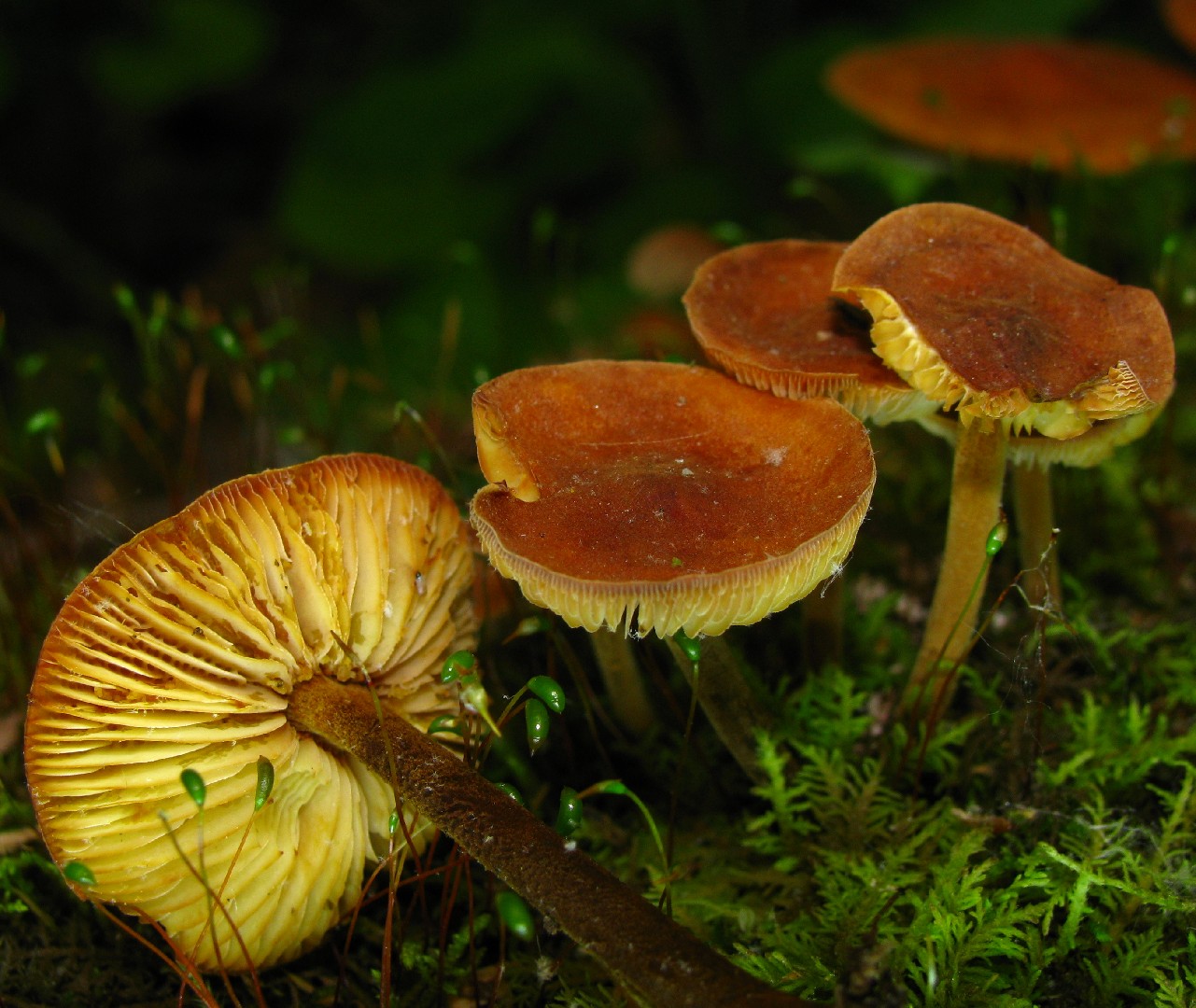 ビロードエノキタケ (Xeromphalina tenuipes) - Picture Mushroom