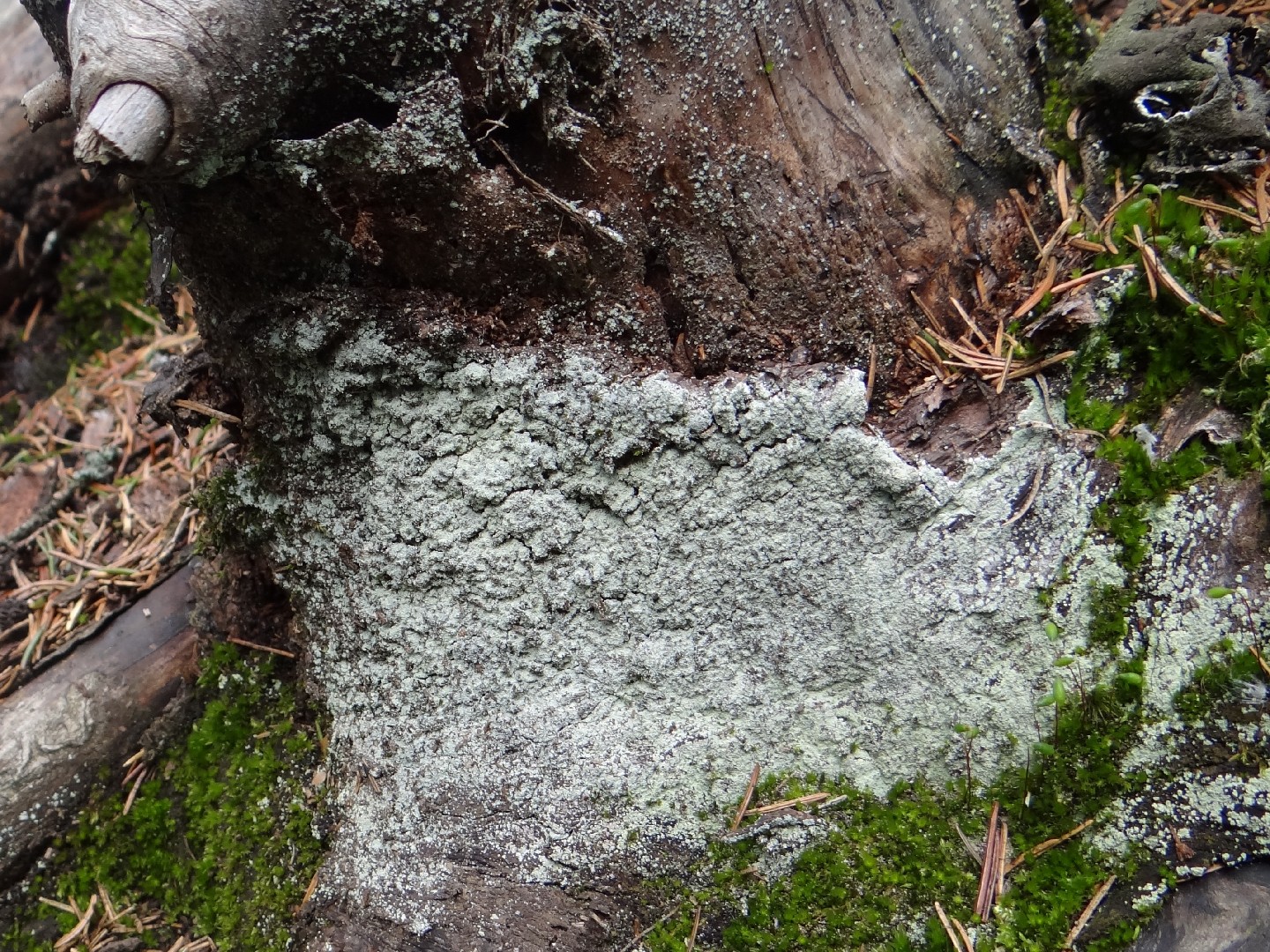 Dust lichen (Lepraria incana)