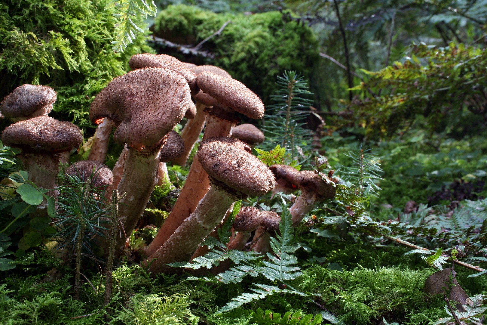 Dark honey mushroom (Armillaria ostoyae)