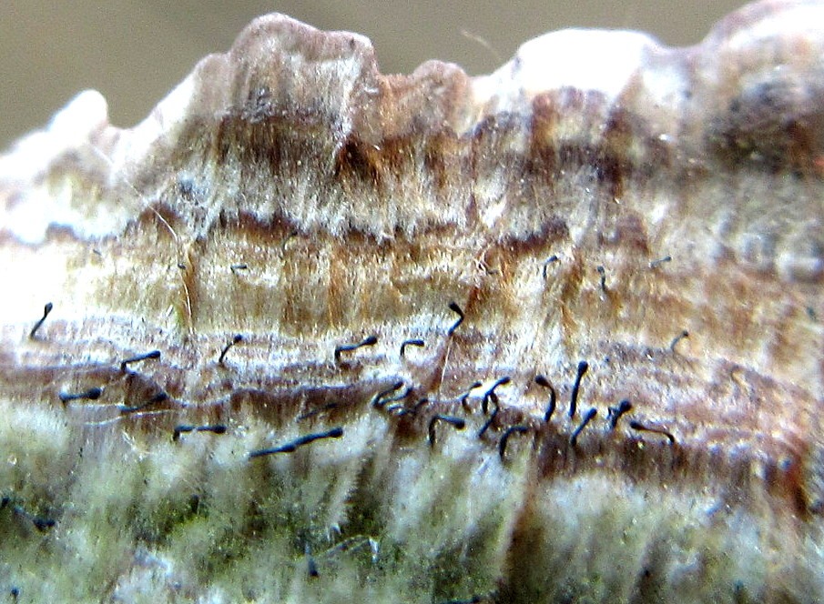 Phaeocalicium (Phaeocalicium)