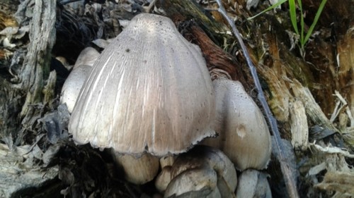 ヒトヨタケ（一夜茸） (Coprinopsis atramentaria) - Picture Mushroom