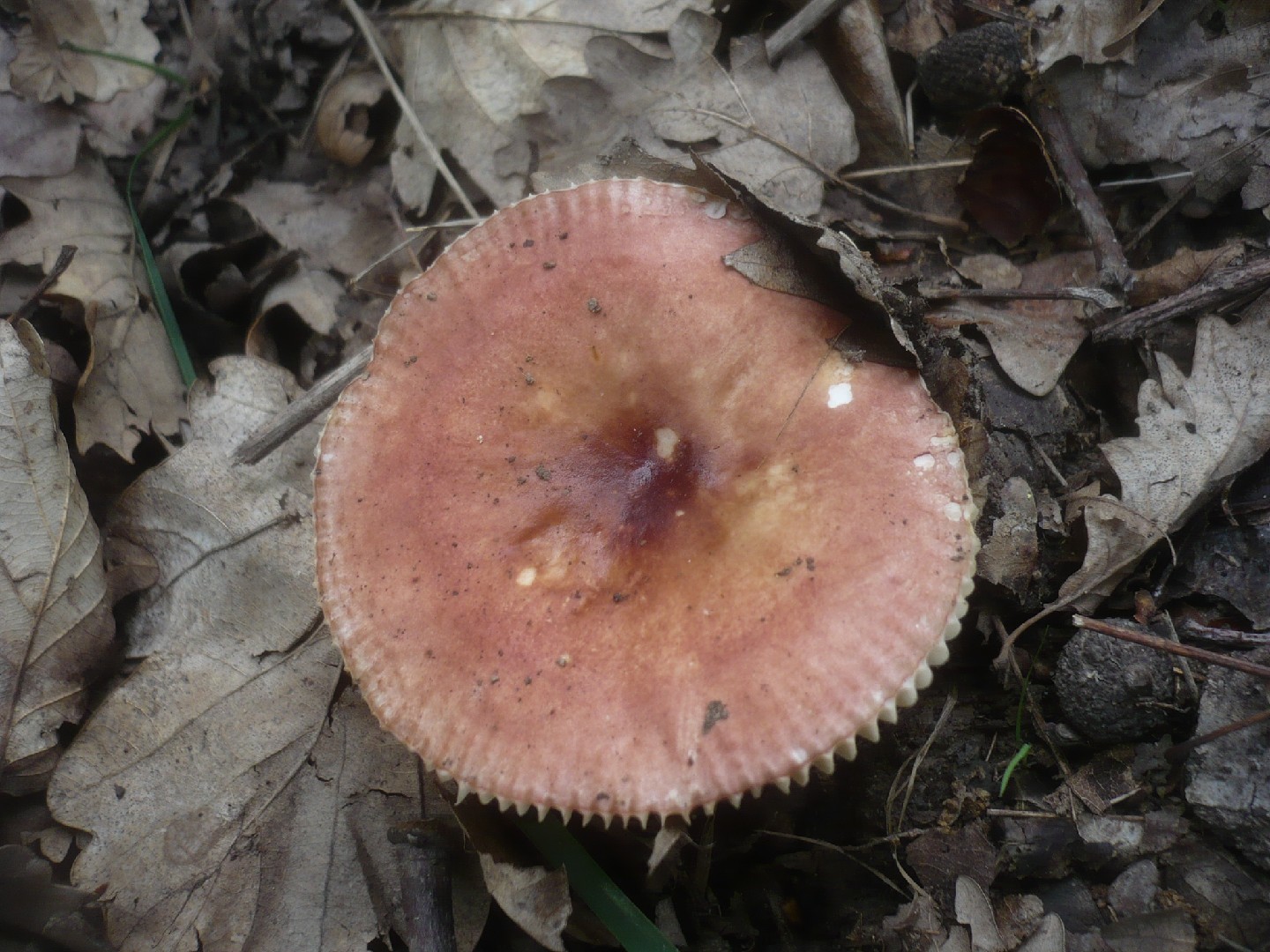 Russula odorata