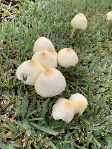 Gelber Faltenschirmling (Leucocoprinus birnbaumii) - Picture Mushroom