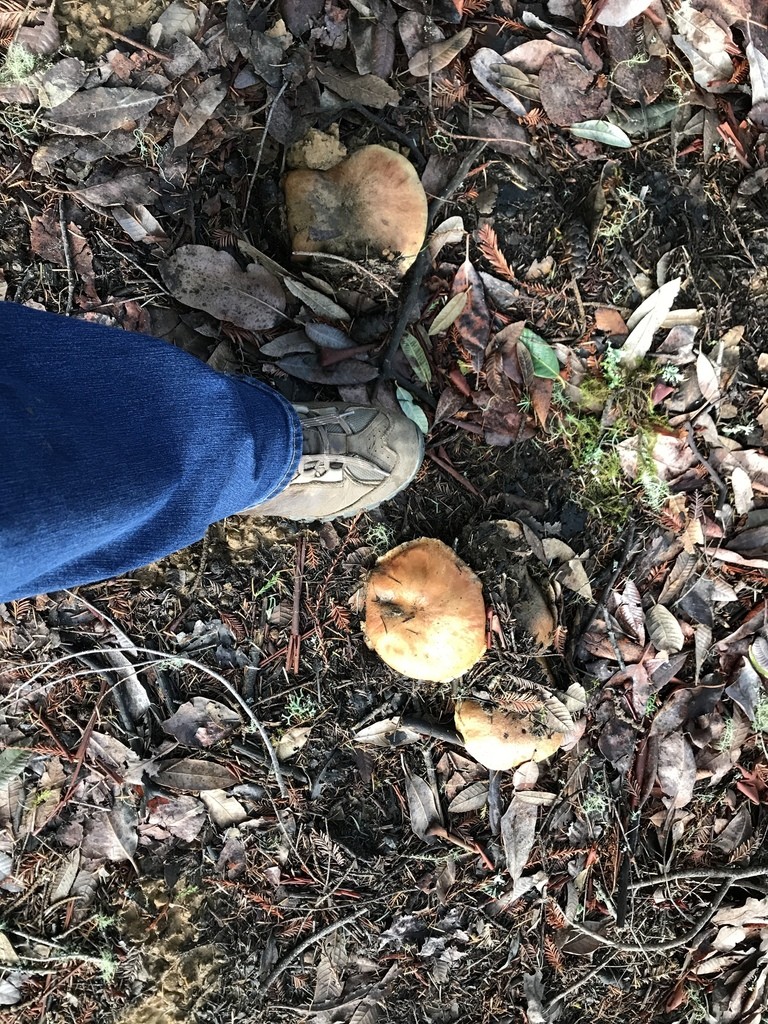 Mushroom-forming fungi (Agaricomycetes)