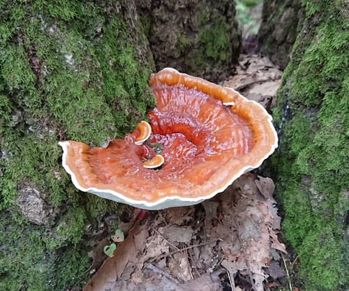 大木産業　まんねんたけ霊芝楊貴芝 楊貴芝 (ようきし) « ミキモト化粧品西日本代理店 大木産業株式会社