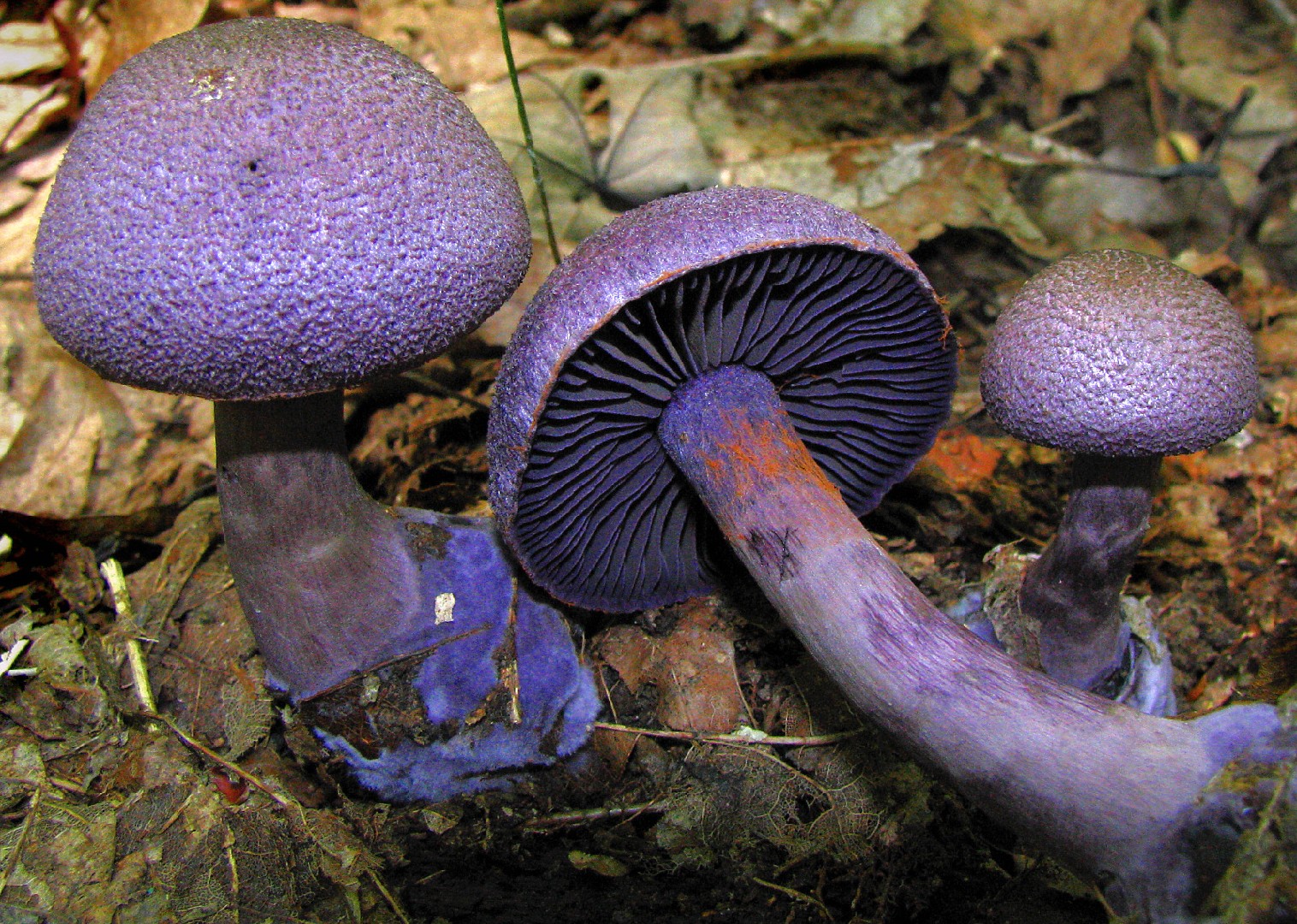 Violet webcap