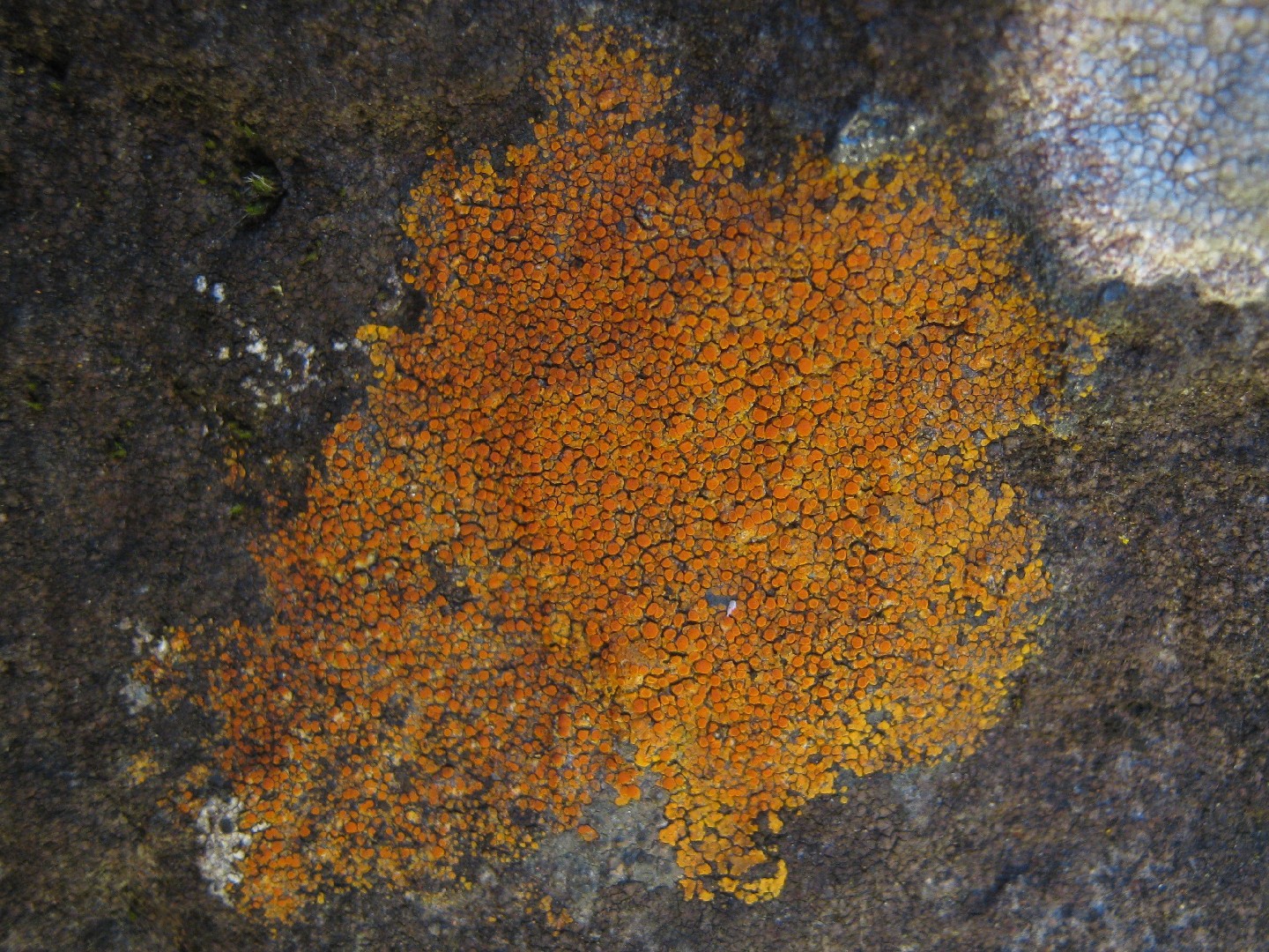 Orange lichen